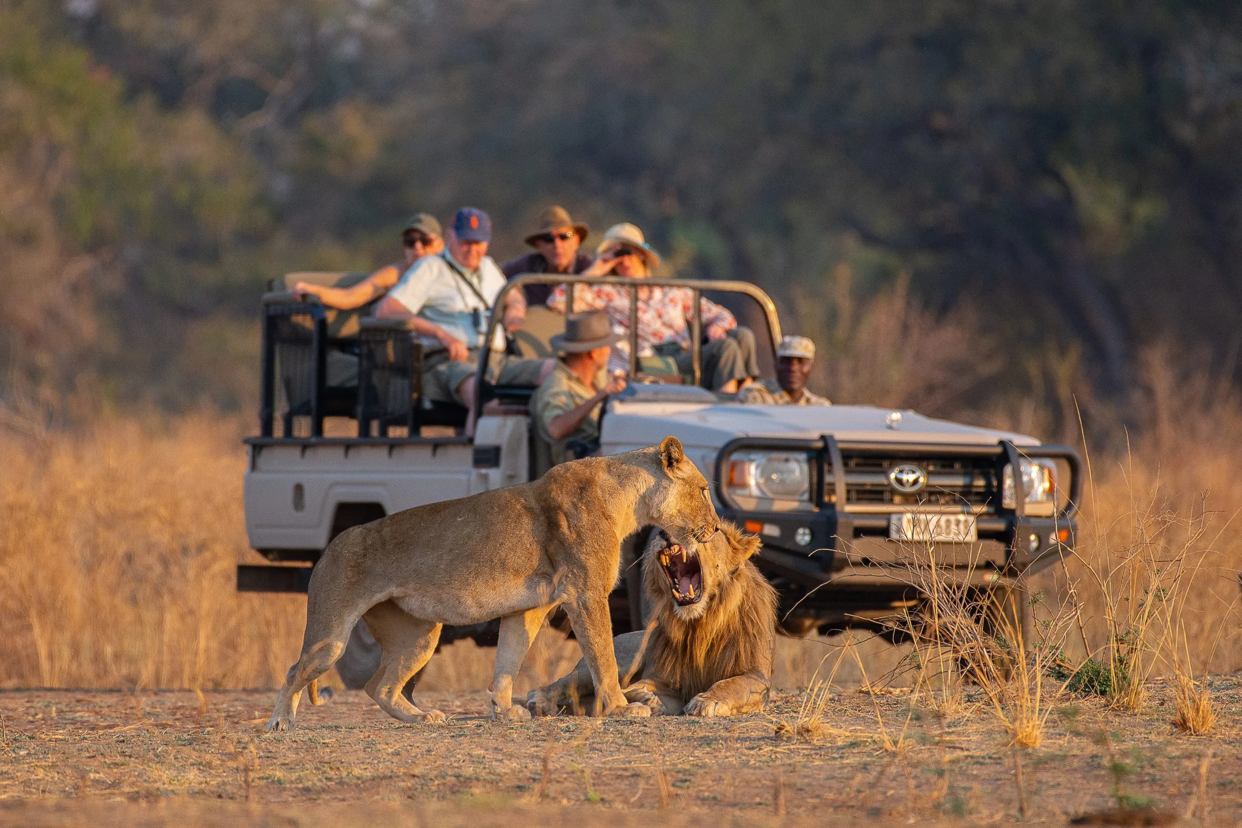 7 day south african safari